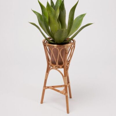 Plant Rattan