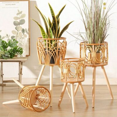 Plant Rattan