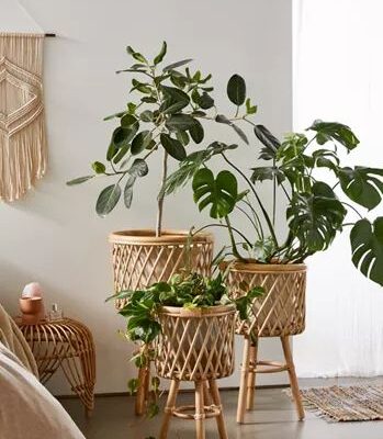 Plant Rattan