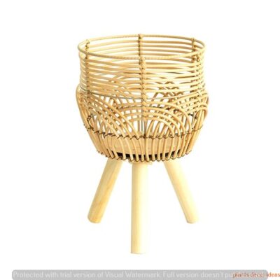 Plant Rattan