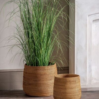 Plant Rattan